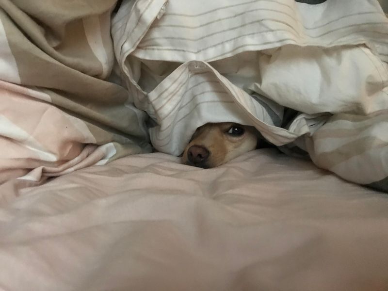 The Blanket Burrower
