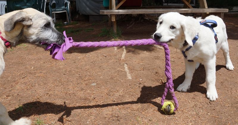 The Playful Distraction