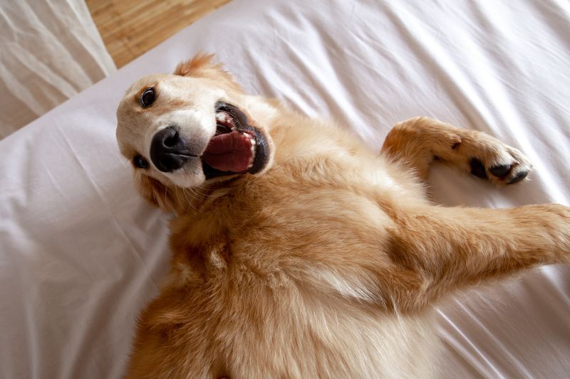 The Early Riser