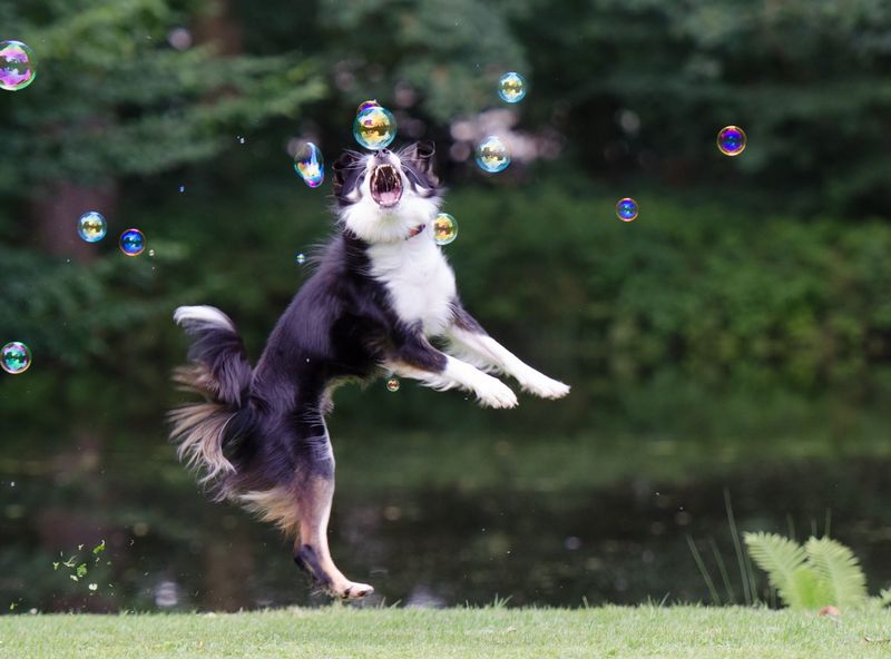 The Bubble Chaser