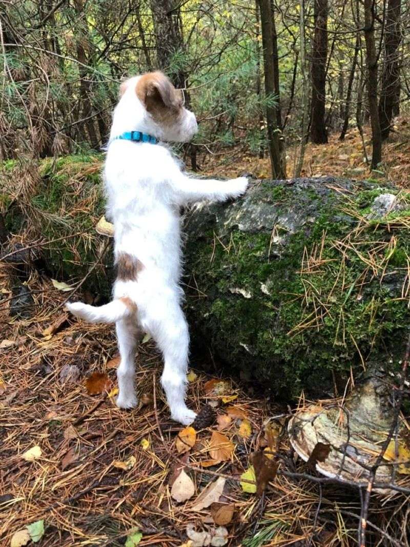 The Adventurous Explorer
