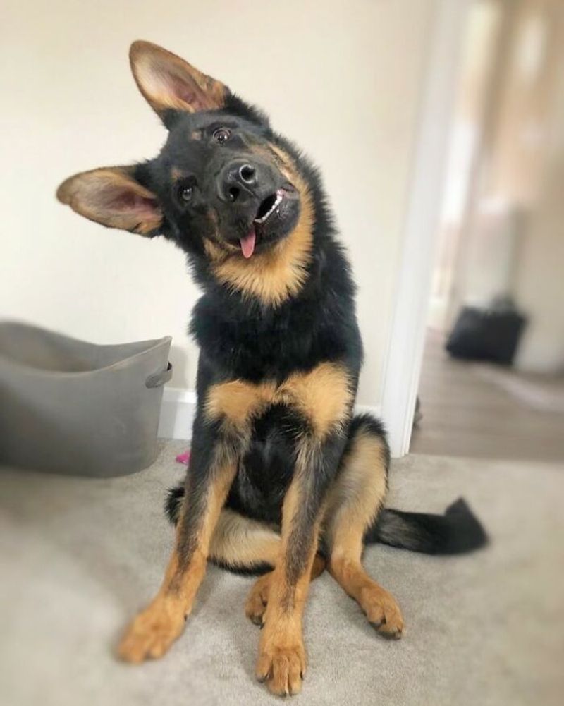 The Head Tilt