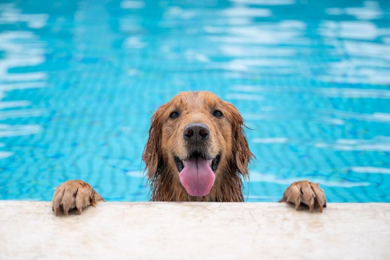 The Water Lover