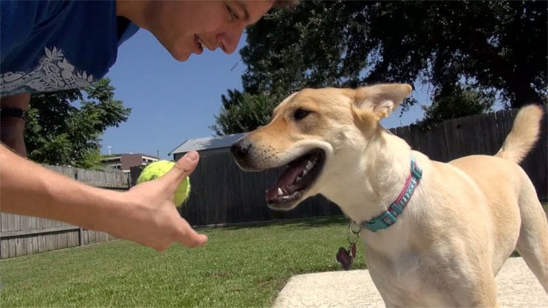 The Fetch Fun