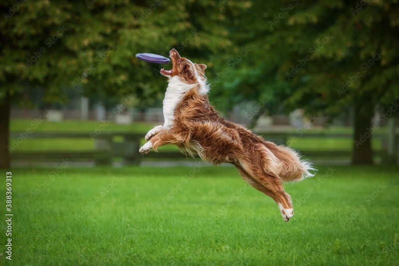 The Playful Fetcher