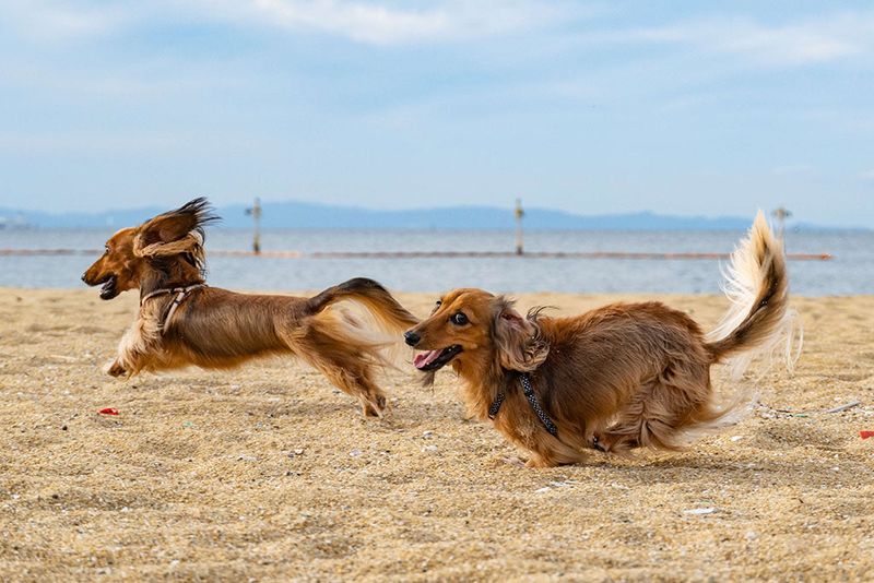 The Zoomies