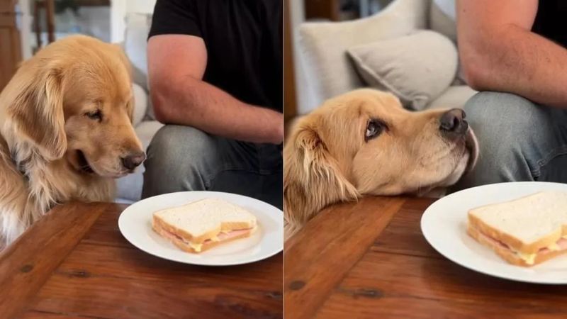 The Food Motivator
