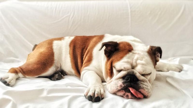 The Sneaky Snorer