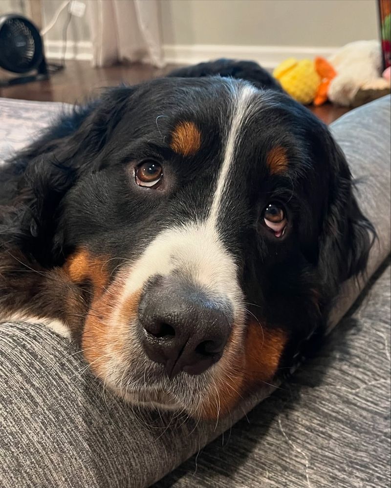 Puppy Eyes of Regret