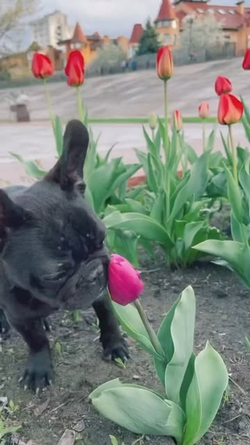 Tulips