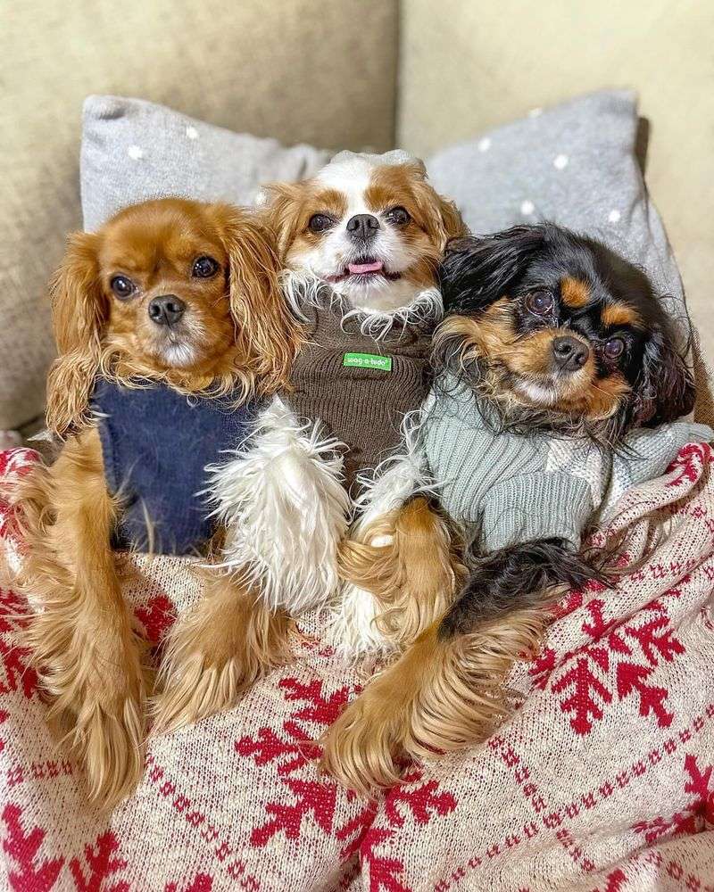 Cavalier King Charles Spaniel