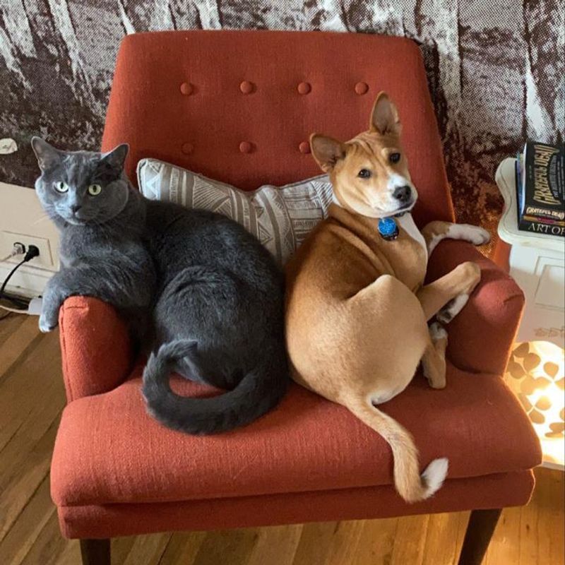 Basenji