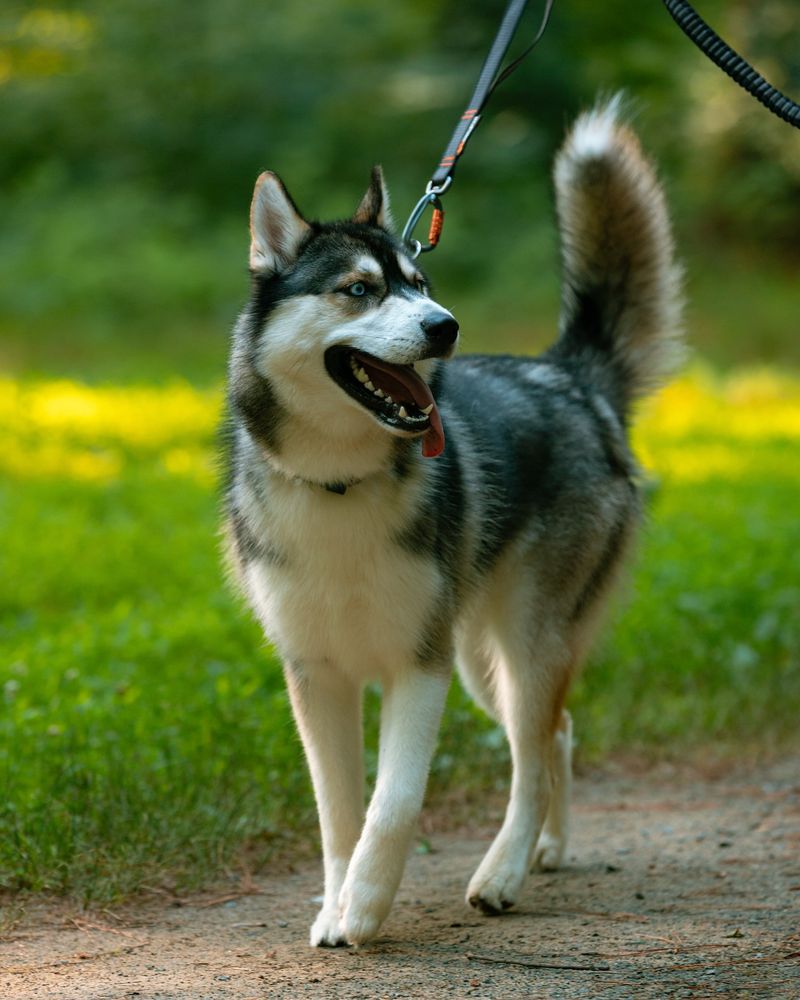 Siberian Husky