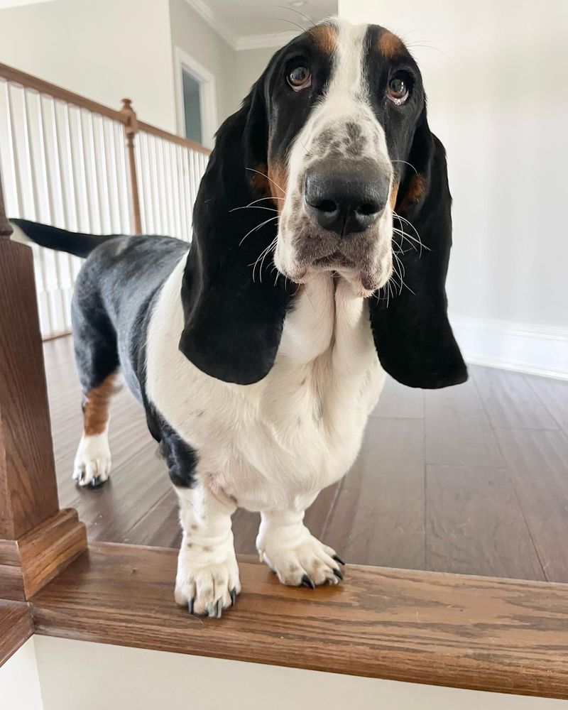 Basset Hound