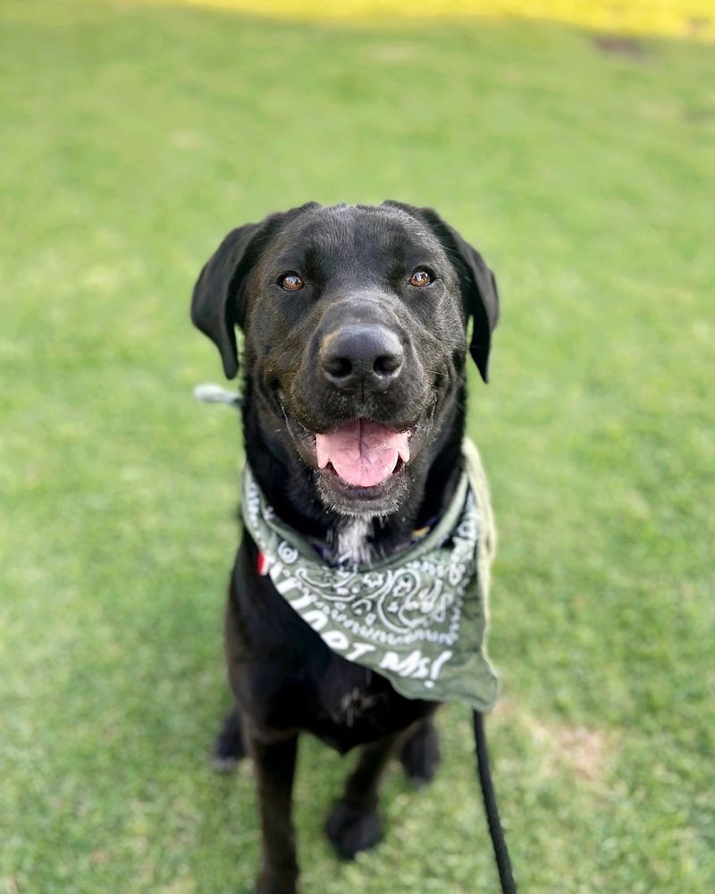 Labrador Retriever