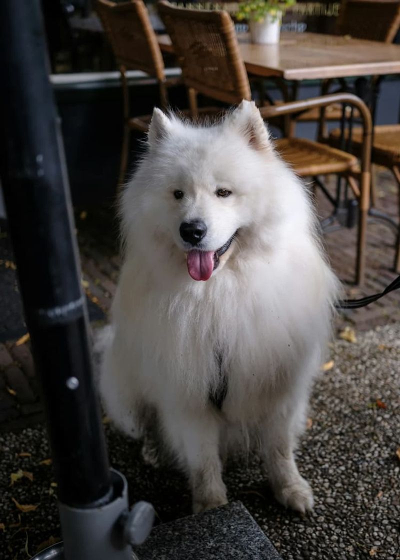 Samoyed