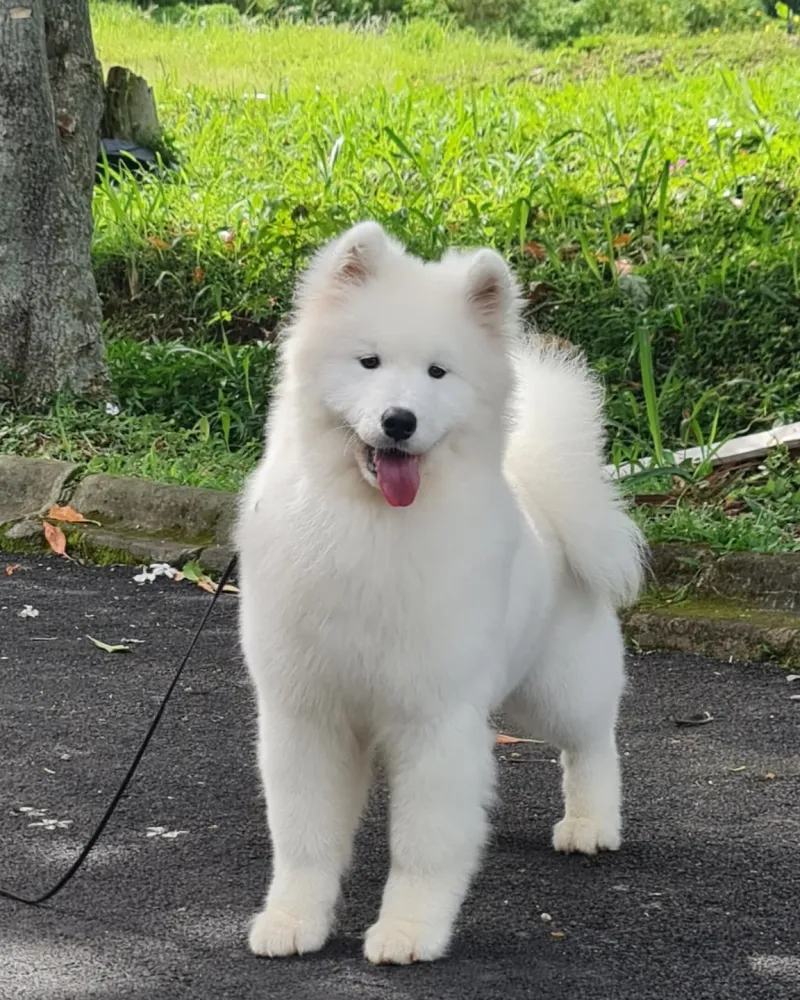Samoyed