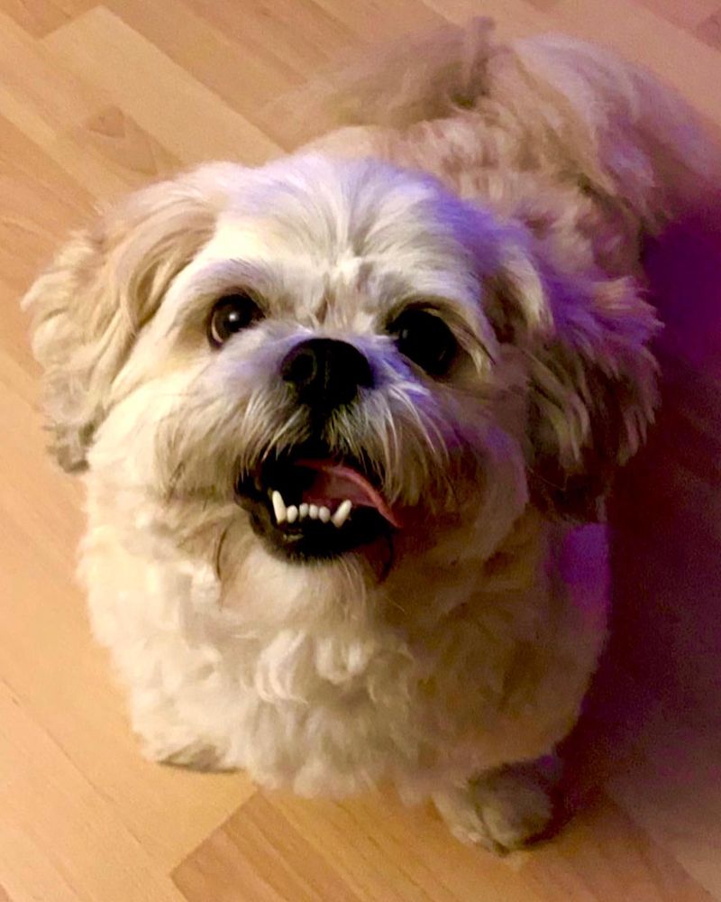 Lhasa Apso