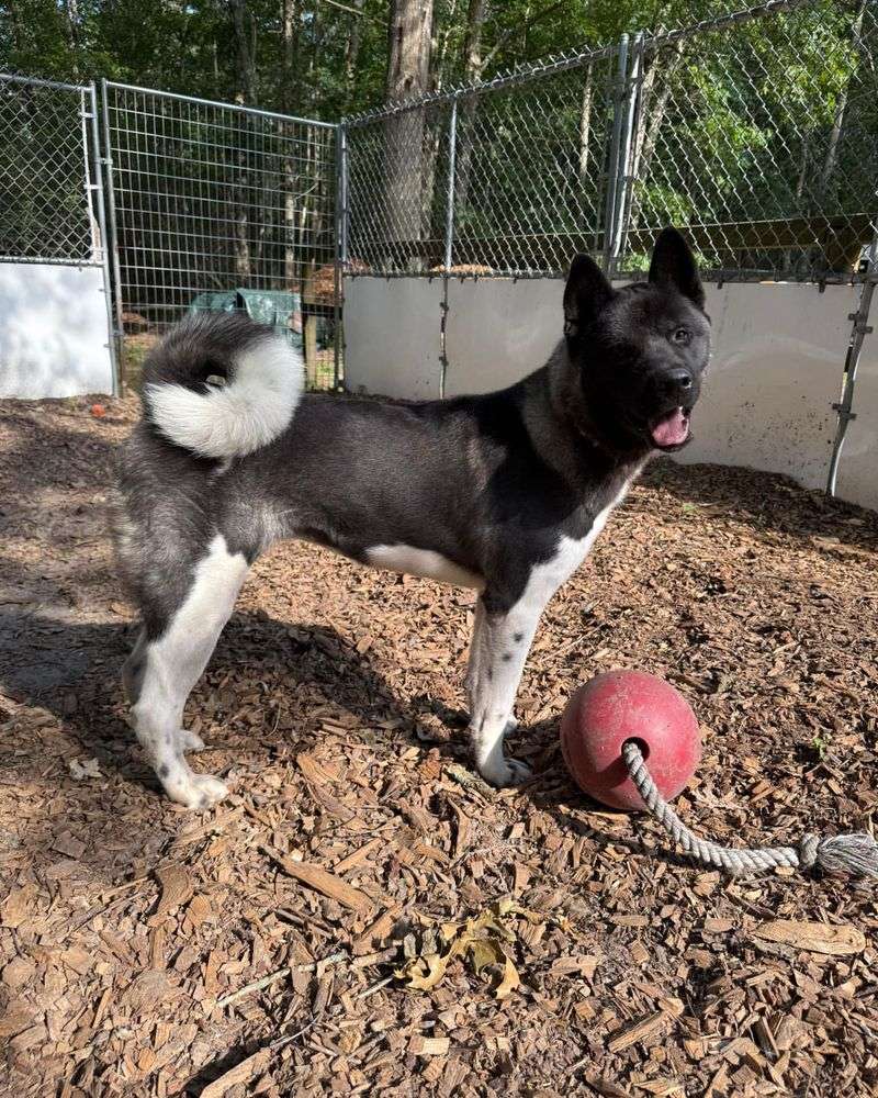 Akita Inu