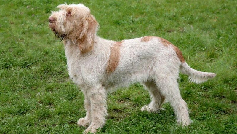 Spinone Italiano