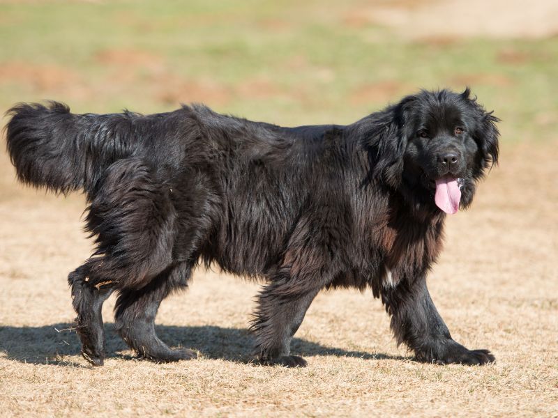 Newfoundland