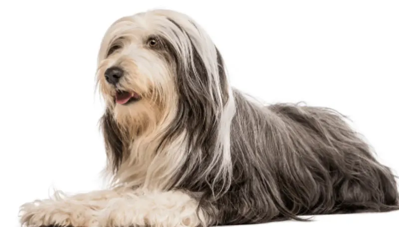 Bearded Collie