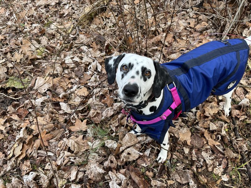 Dalmatian