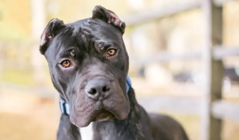 Presa Canario