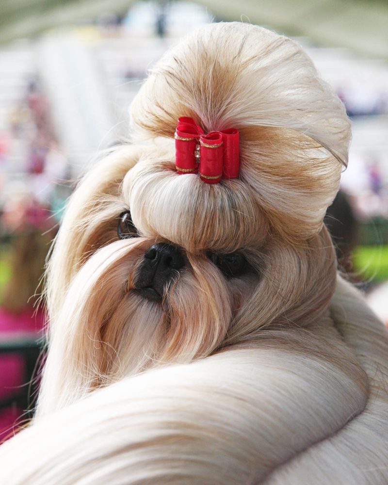 Shih Tzu