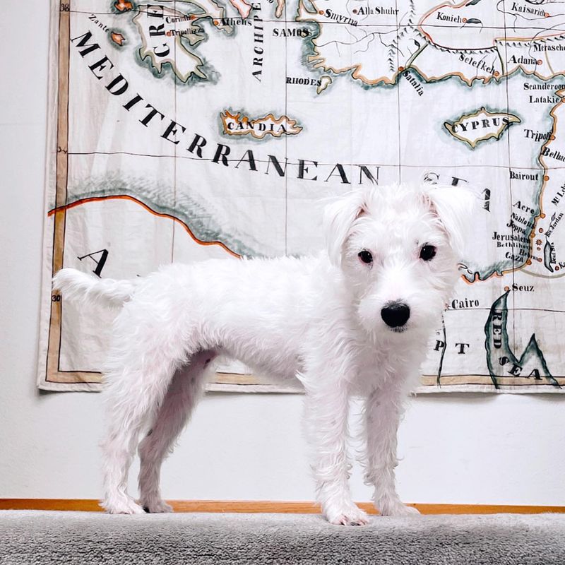Jack Russell Terrier
