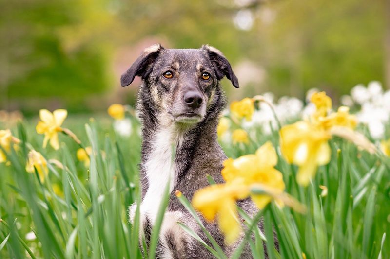 Daffodils