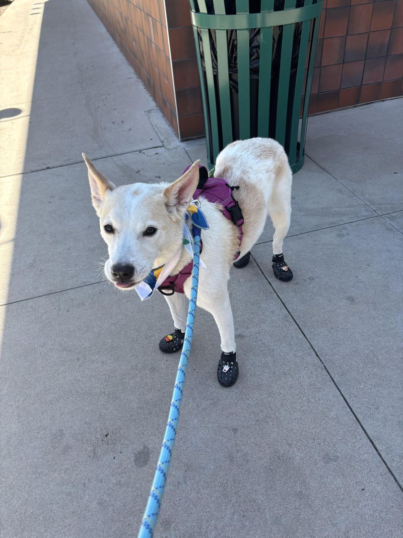 Use Protective Gear (Yes, for Dogs!)
