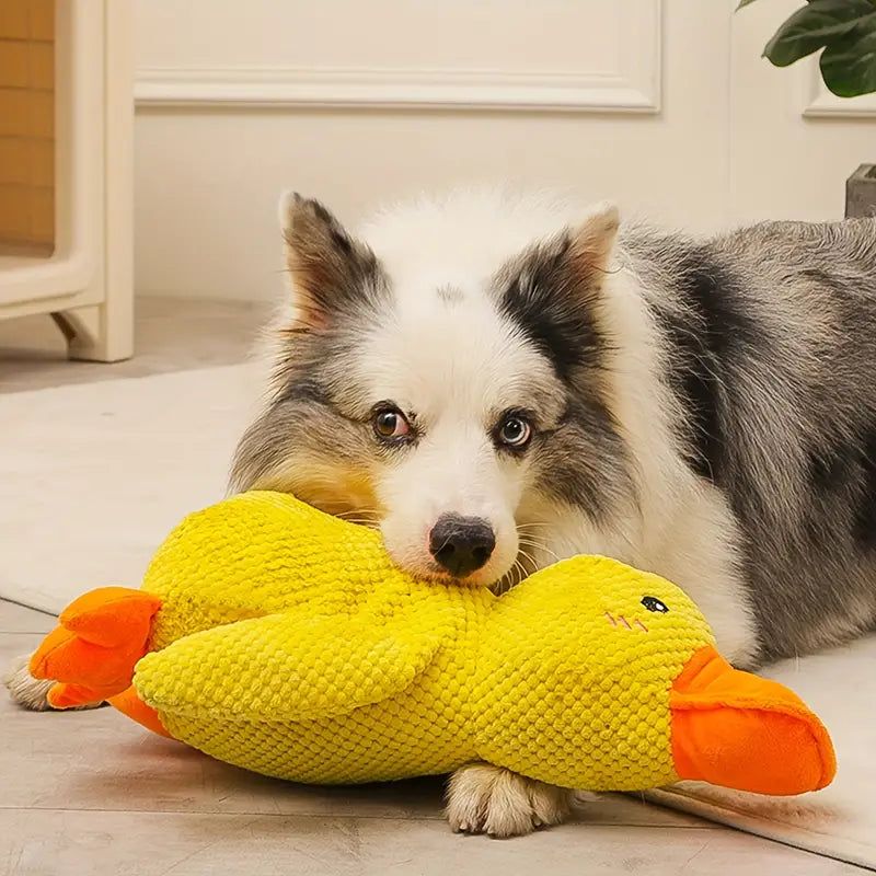 Offer Chew Toys
