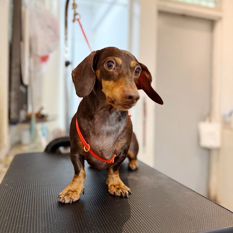 Dachshund