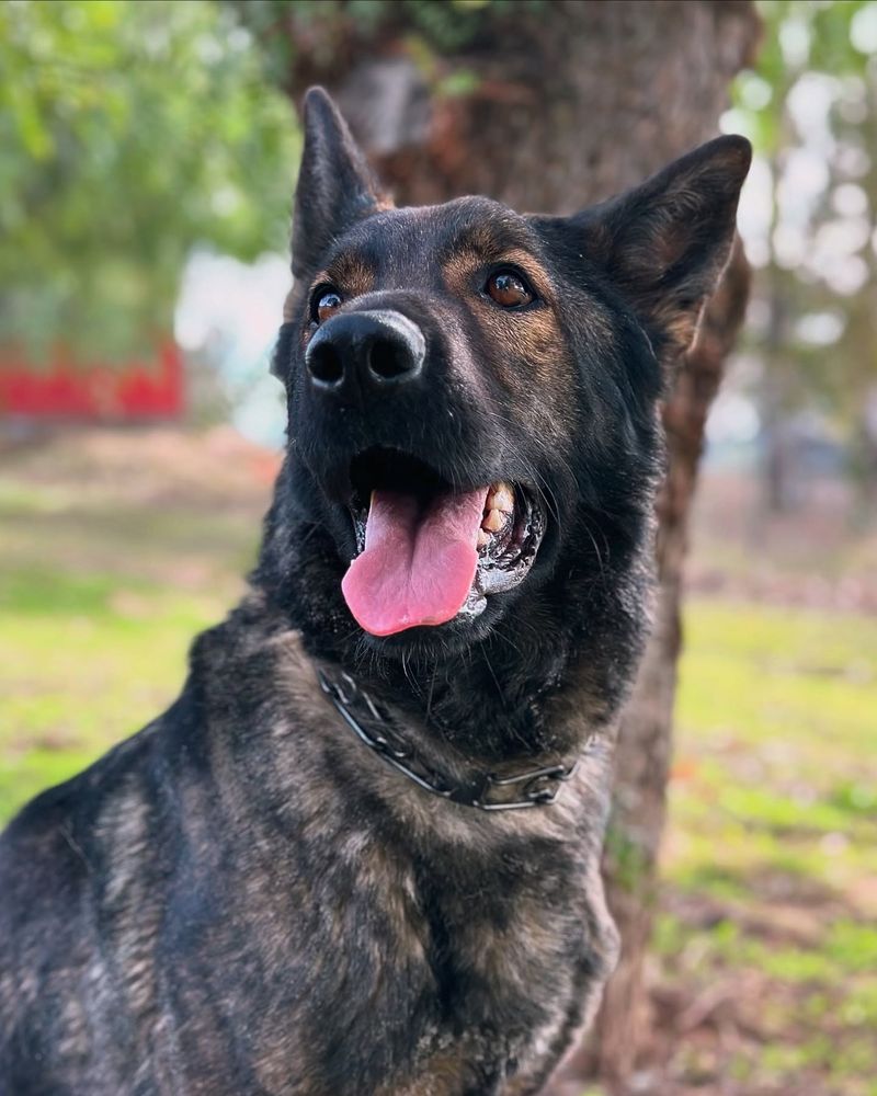 German Shepherd