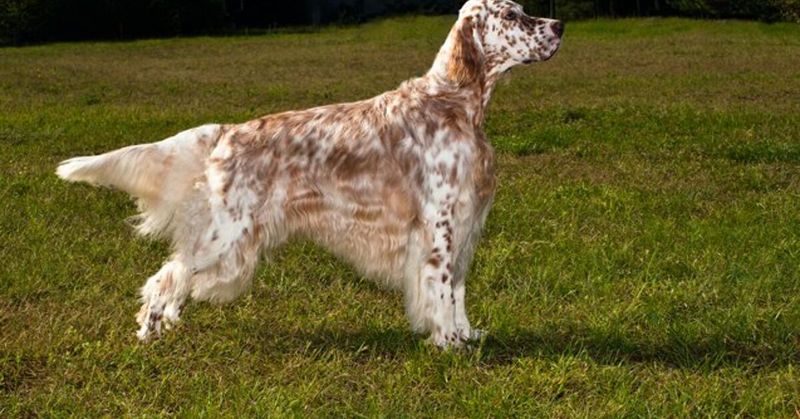 English Setter