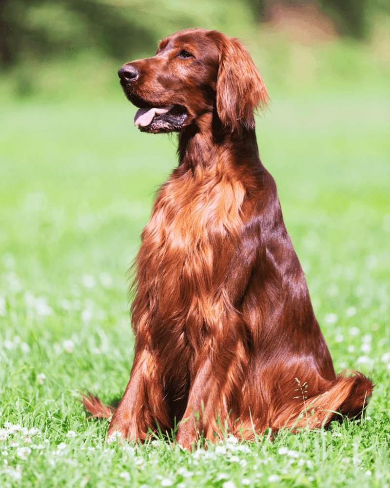 Irish Setter