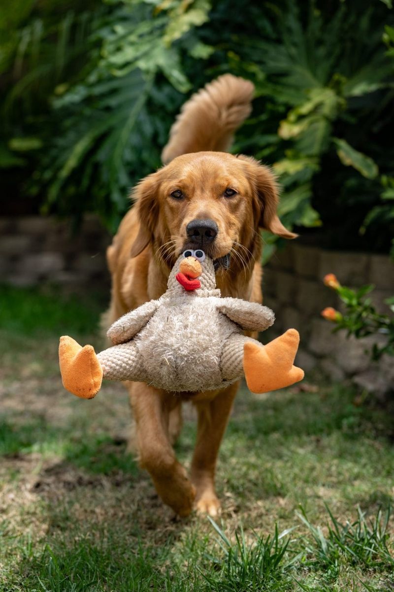 Bringing You Toys