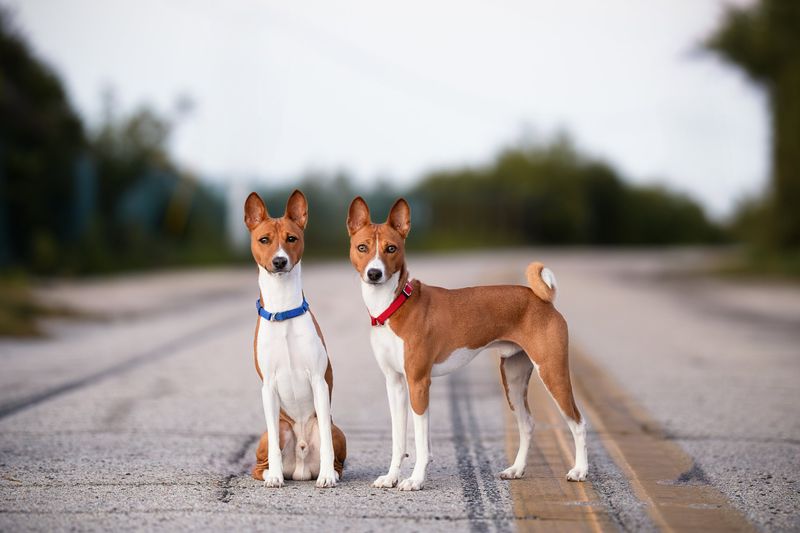 2. Basenji