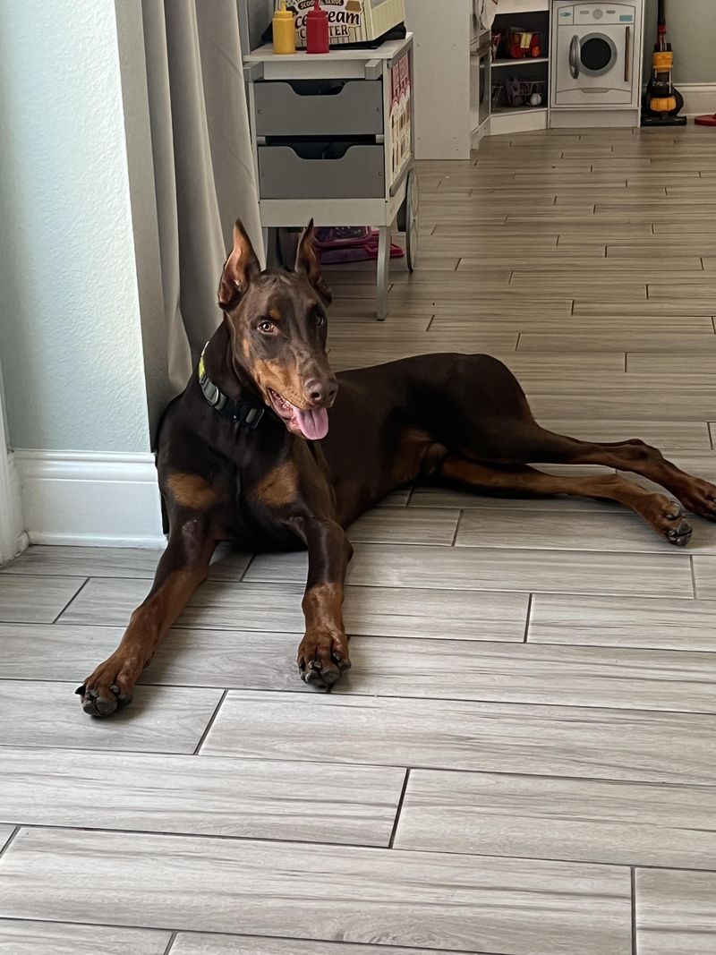 3. Doberman Pinscher