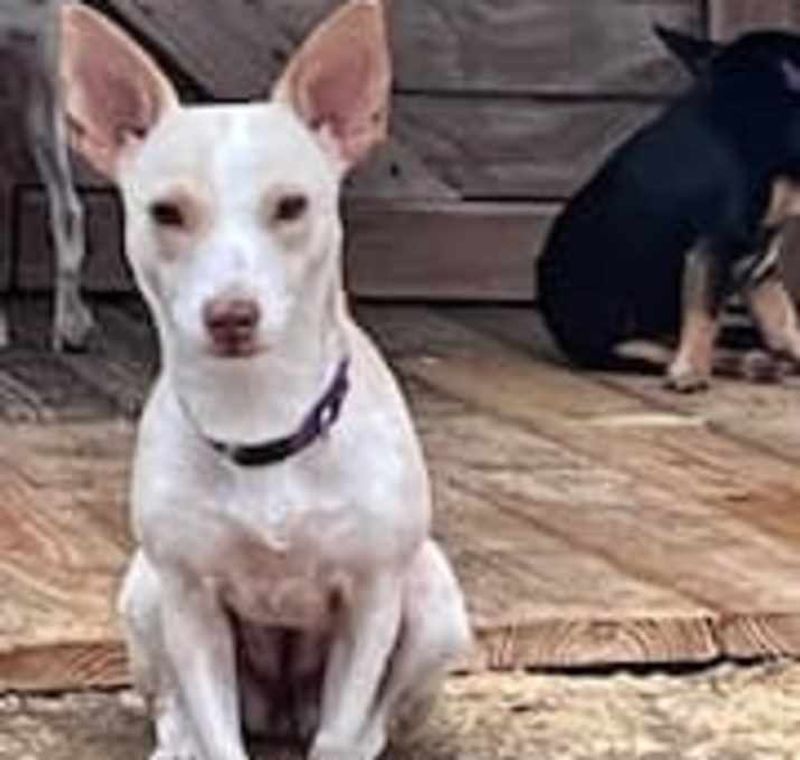 4. American Hairless Terrier