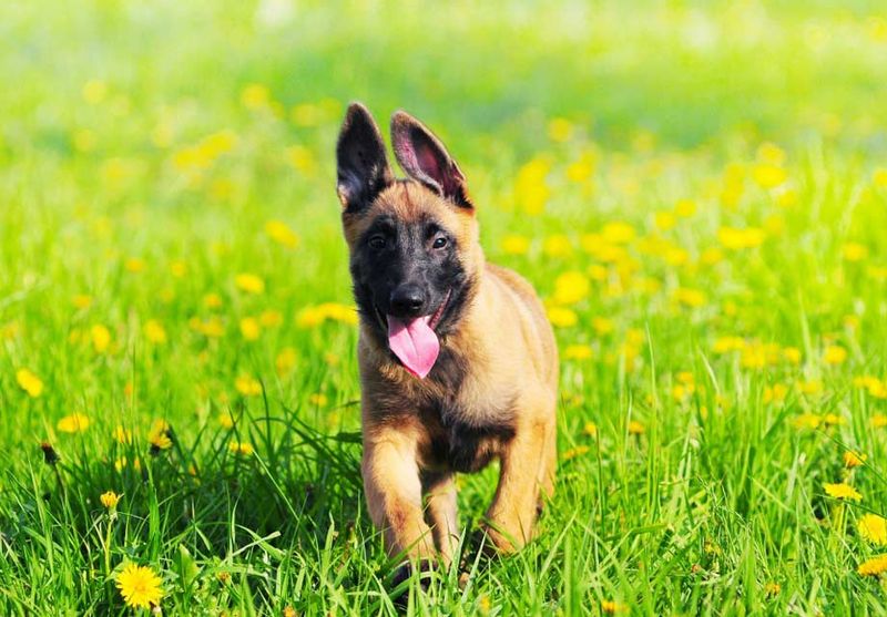 5. Belgian Malinois