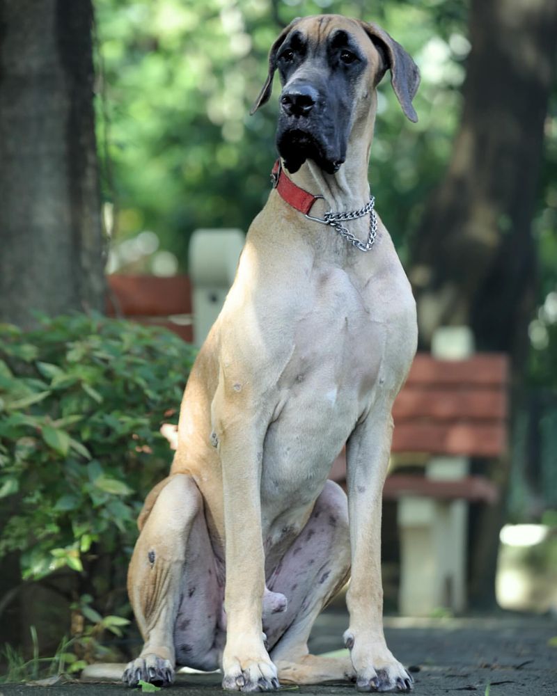 Great Dane
