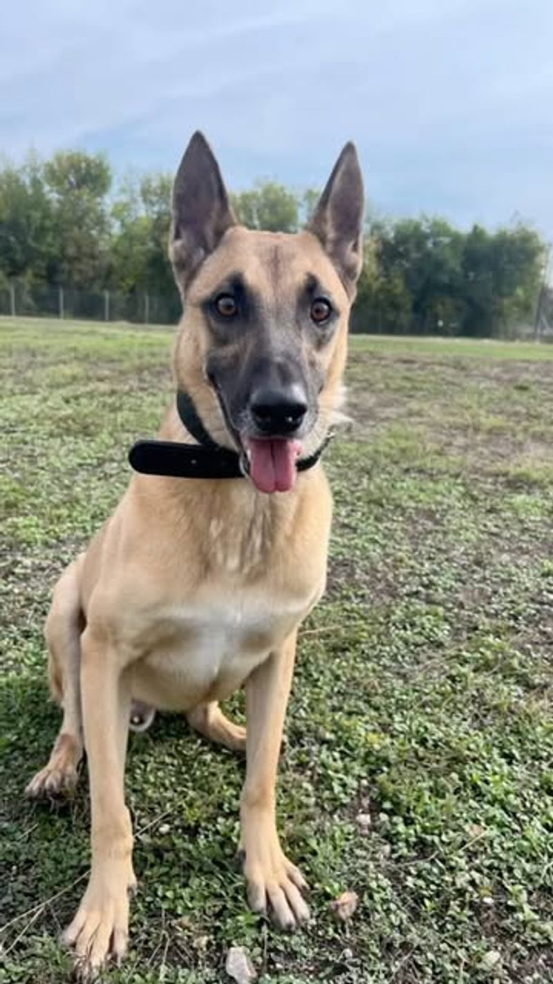 Belgian Malinois
