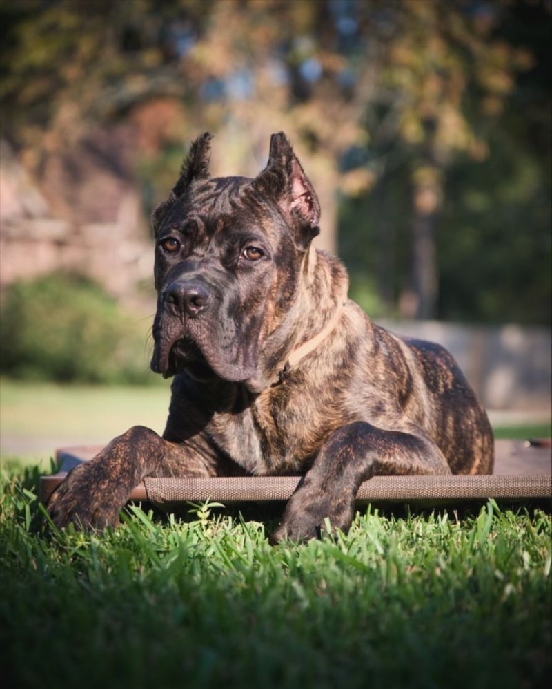 Cane Corso