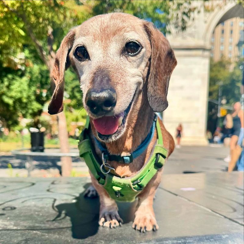 Dachshund