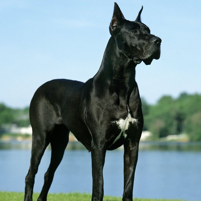 Great Dane