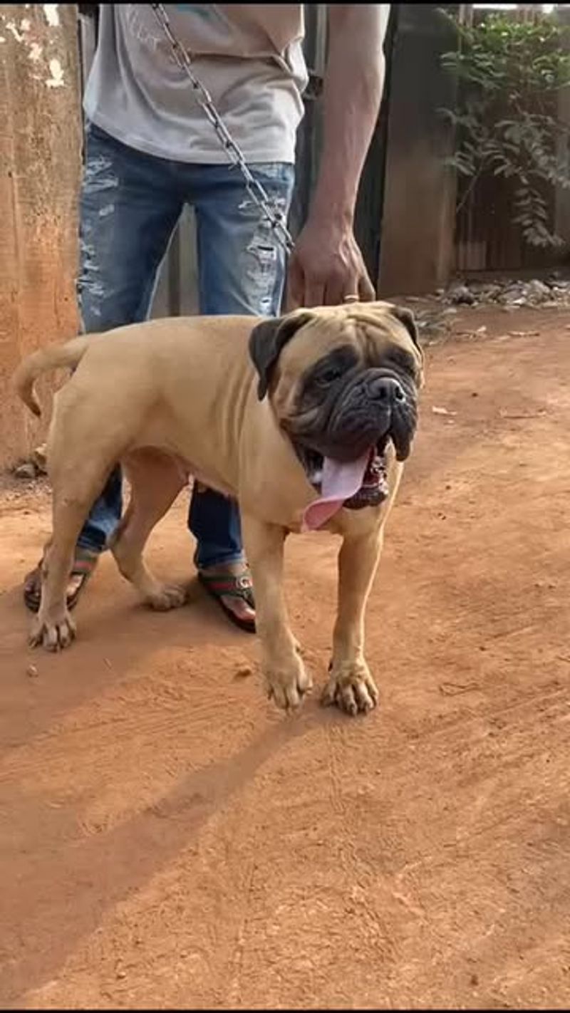Bullmastiff