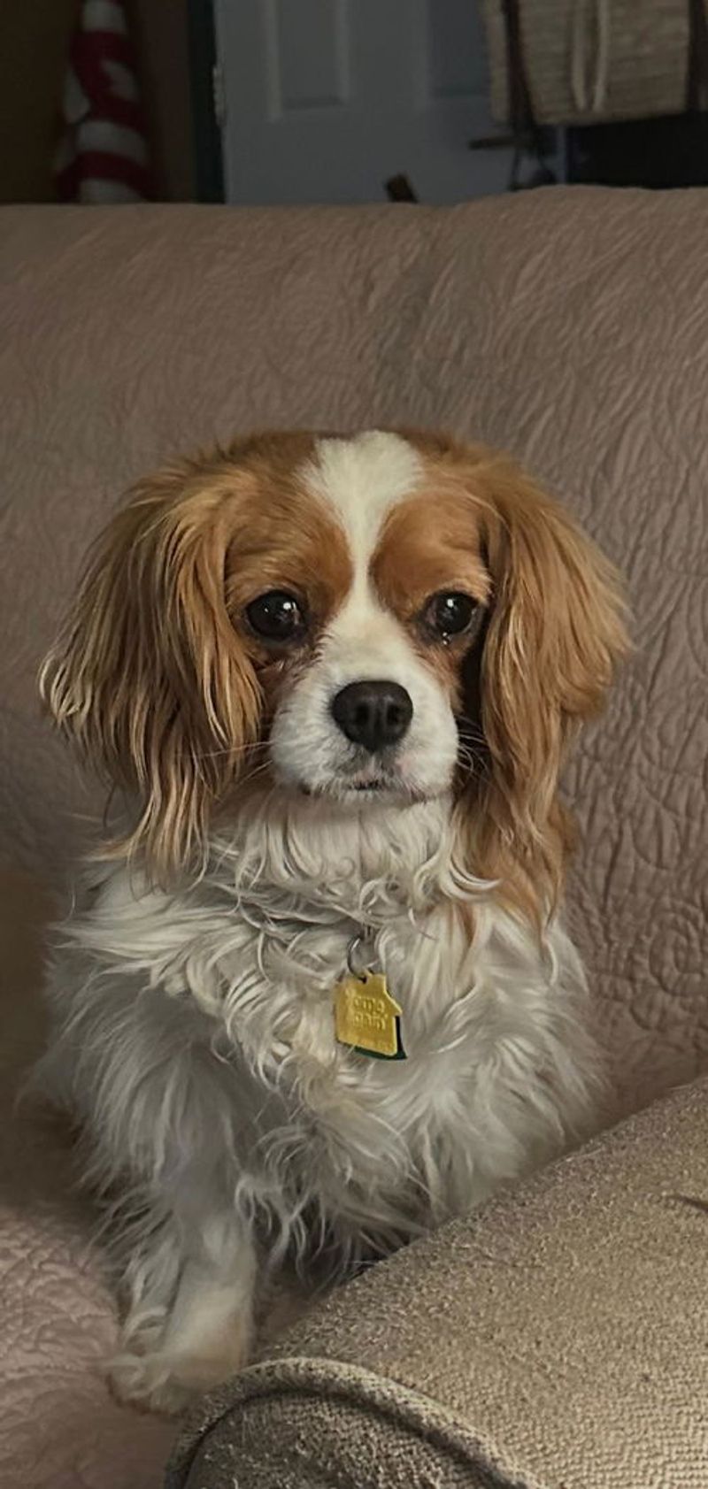 Cavalier King Charles Spaniel