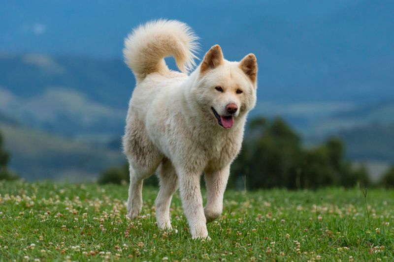 Akita